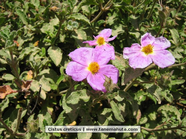 Cistus creticus.JPG