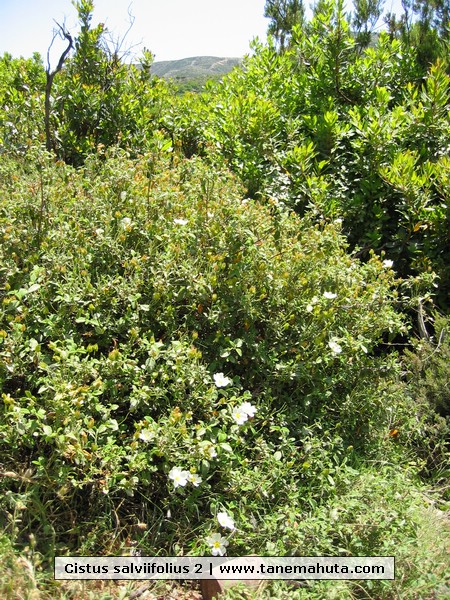 Cistus salviifolius 2.jpg