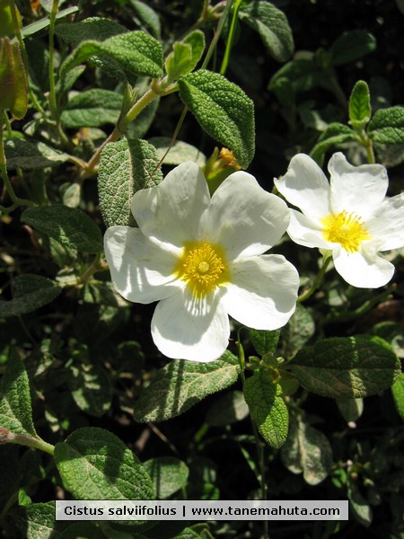 Cistus salviifolius.JPG