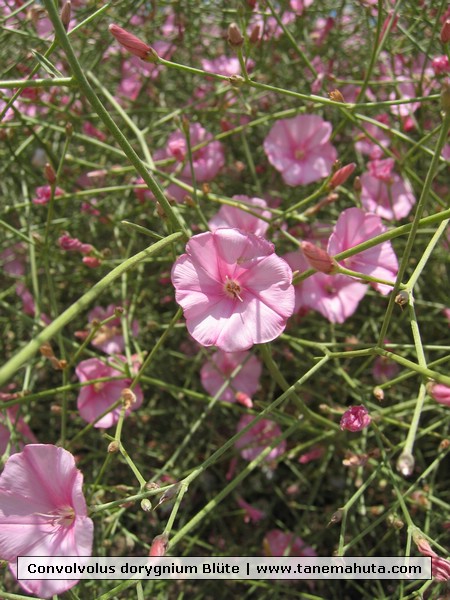 Convolvolus dorygnium Blte.jpg