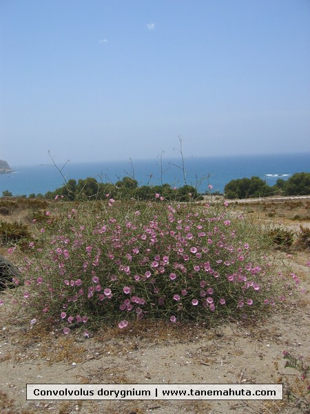 Convolvolus dorygnium.jpg