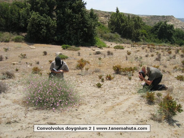 Convolvolus doygnium 2.jpg