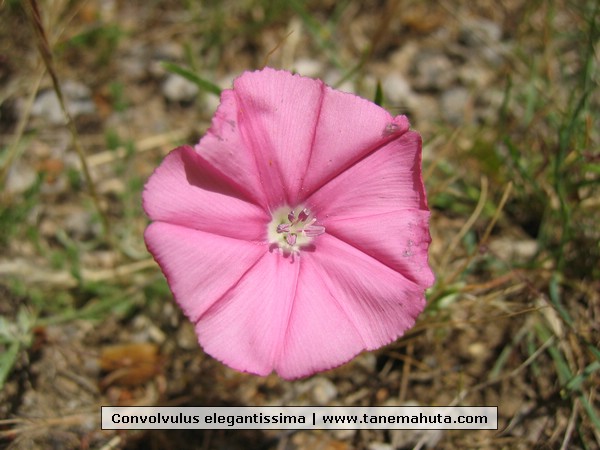 Convolvulus elegantissima.JPG