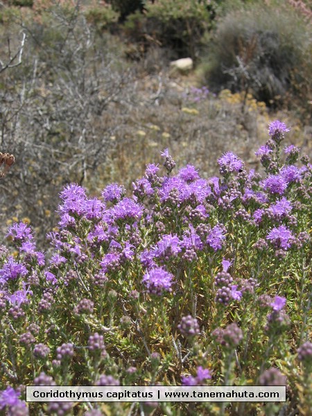 Coridothymus capitatus.jpg