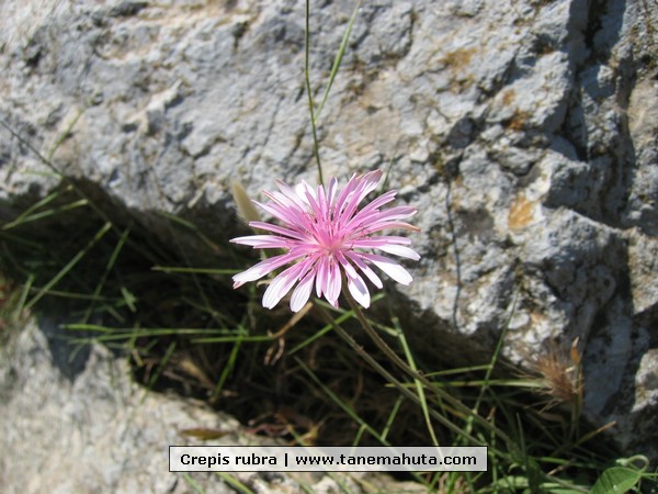 Crepis rubra.JPG