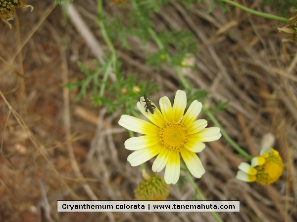 Cryanthemum colorata.JPG