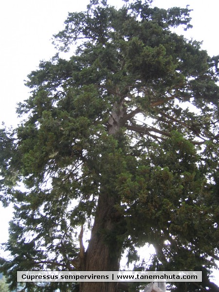 Cupressus sempervirens.JPG