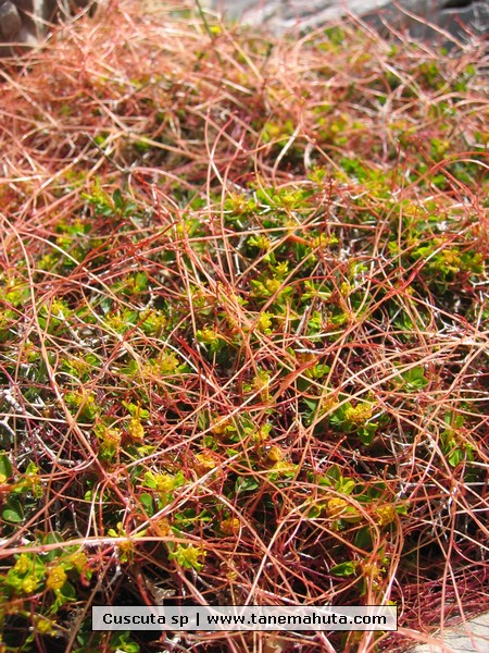 Cuscuta sp.jpg