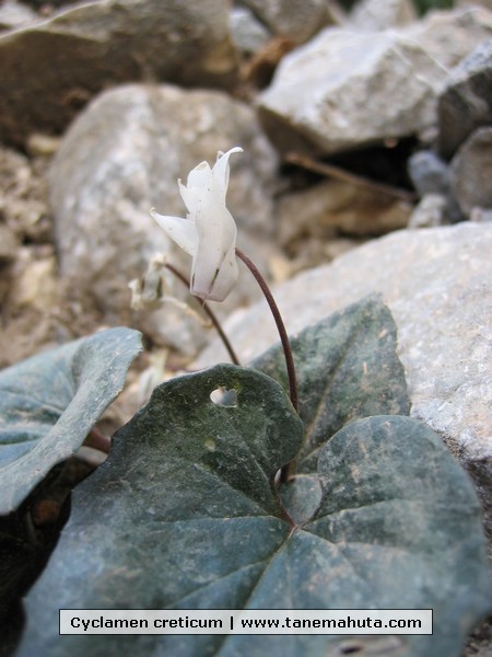 Cyclamen creticum.JPG