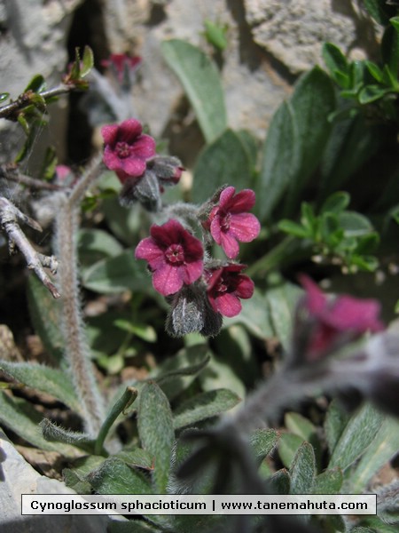 Cynoglossum sphacioticum.jpg