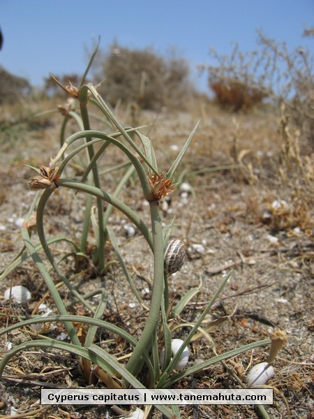 Cyperus capitatus.jpg