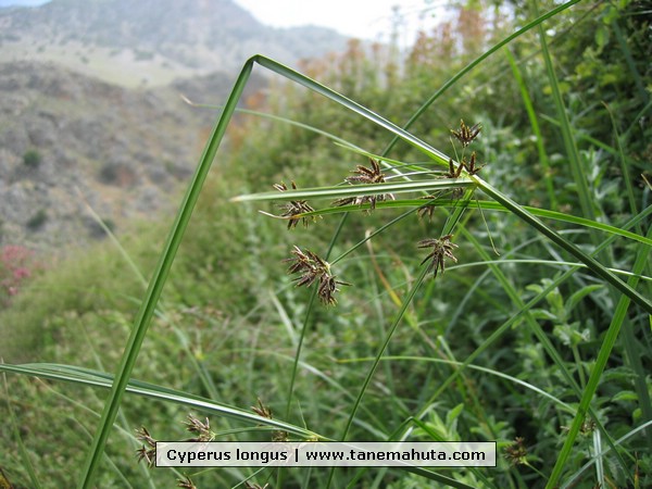 Cyperus longus.jpg