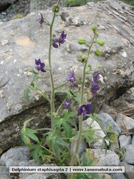 Delphinium staphisagria 2.jpg