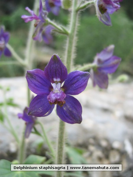 Delphinium staphisagria.JPG