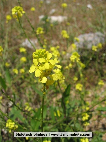 Diplotaxis viminea.jpg