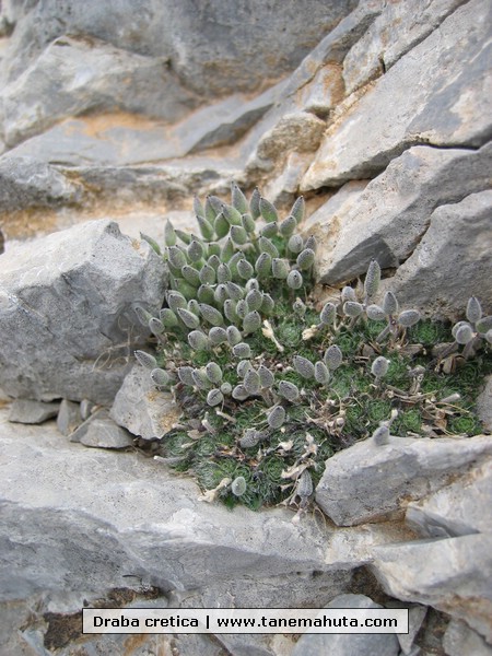 Draba cretica.JPG