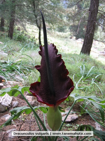 Dracunculus vulgaris.JPG