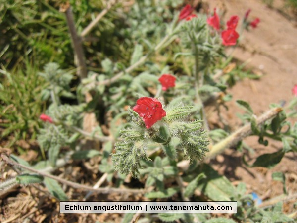 Echium angustifolium.JPG