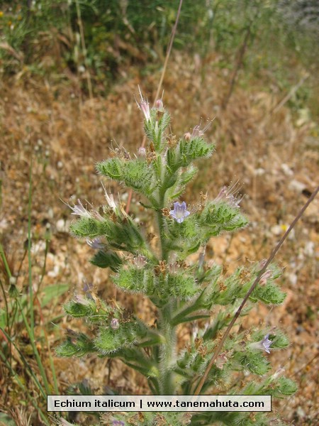 Echium italicum.jpg