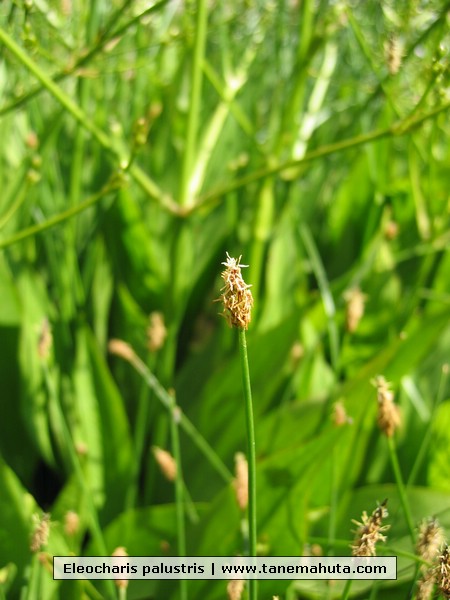 Eleocharis palustris.JPG