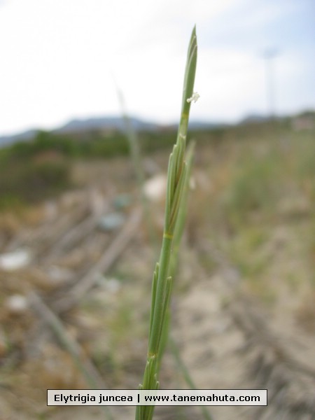 Elytrigia juncea.JPG