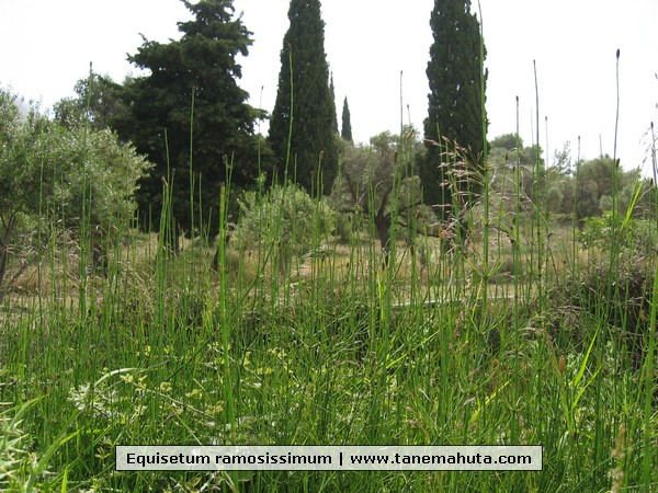 Equisetum ramosissimum.jpg