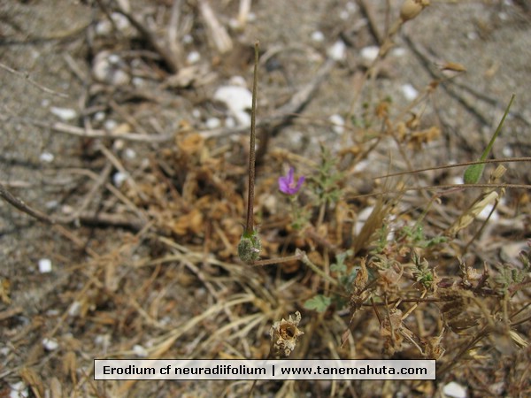 Erodium cf neuradiifolium.jpg