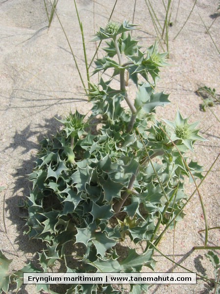 Eryngium maritimum.JPG