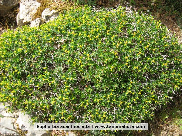 Euphorbia acanthoclada.JPG