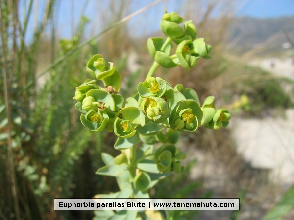 Euphorbia paralias Blte.jpg