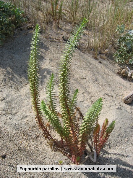 Euphorbia paralias.JPG