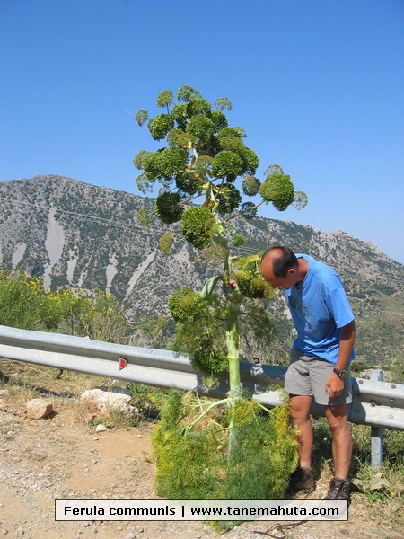 Ferula communis.JPG