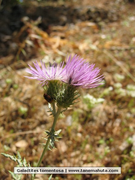 Galactites tomentosa.JPG