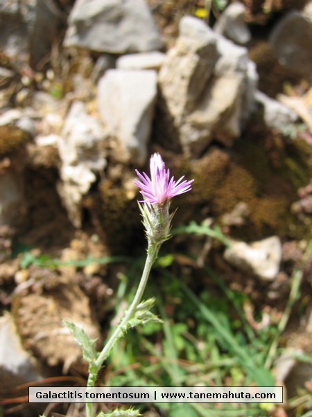 Galactitis tomentosum.JPG