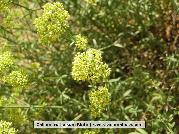 Galium fruticosum Blte.jpg