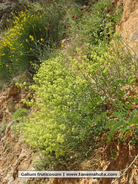 Galium fruticosum.JPG