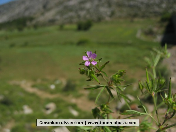 Geranium dissectum.JPG