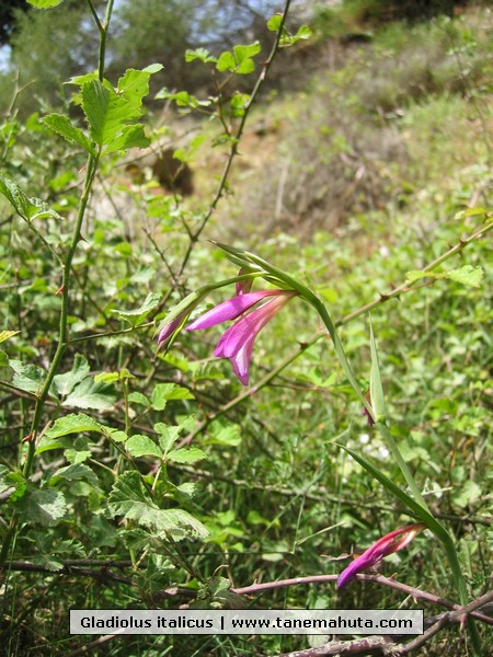 Gladiolus italicus.JPG