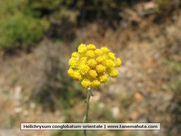 Helichrysum conglobatum-orientale.JPG