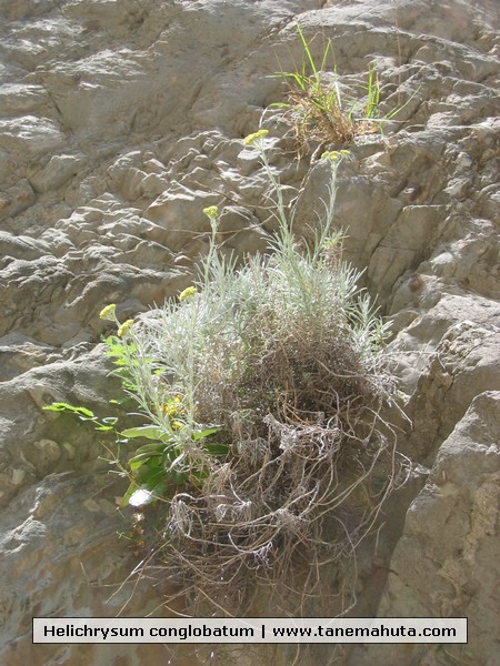 Helichrysum conglobatum.JPG