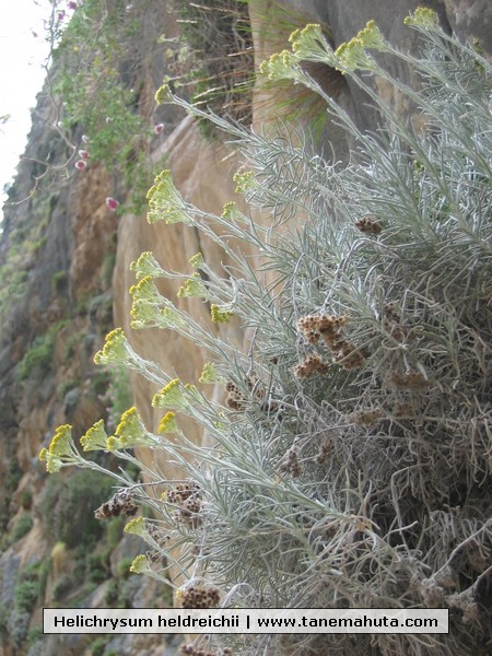 Helichrysum heldreichii.jpg