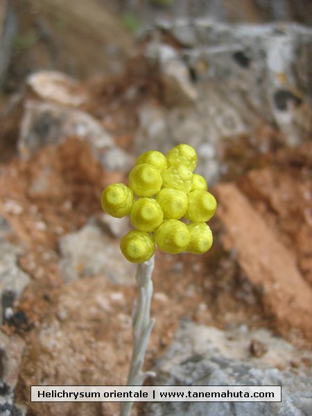 Helichrysum orientale.JPG