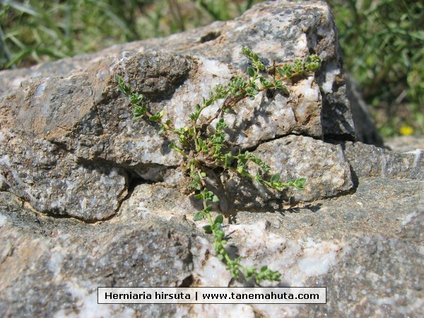 Herniaria hirsuta.JPG