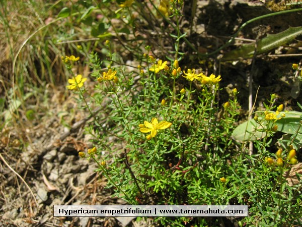 Hypericum empetrifolium.JPG