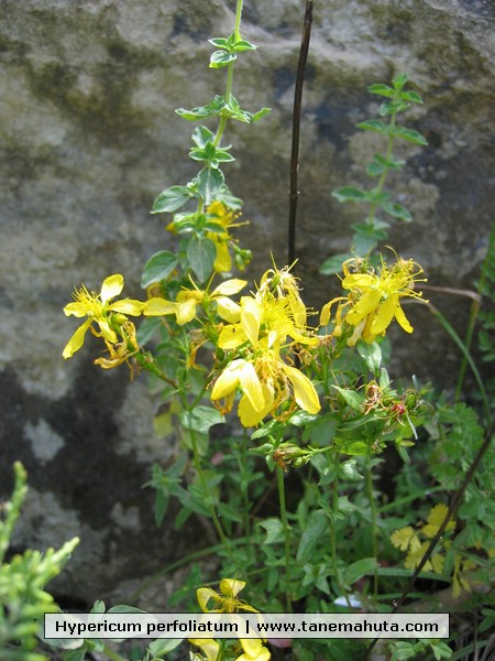 Hypericum perfoliatum.JPG