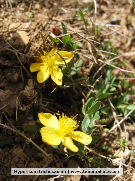 Hypericum trichocaulon.JPG