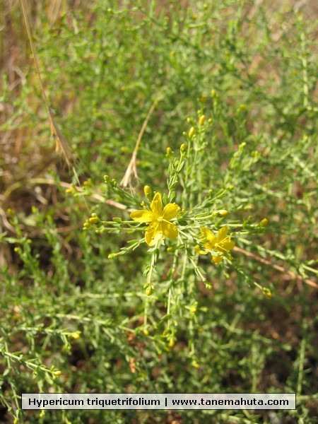 Hypericum triquetrifolium.JPG