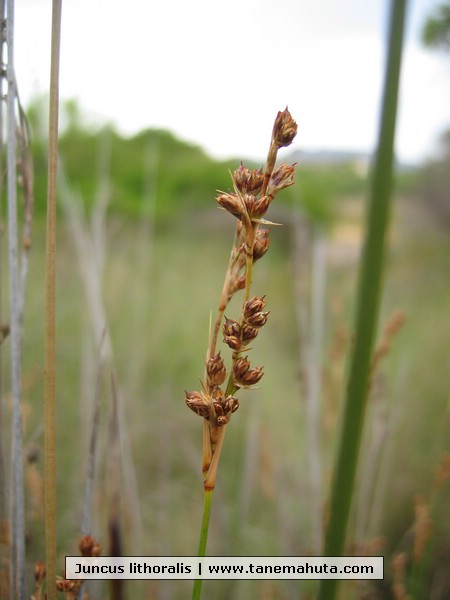 Juncus lithoralis.JPG