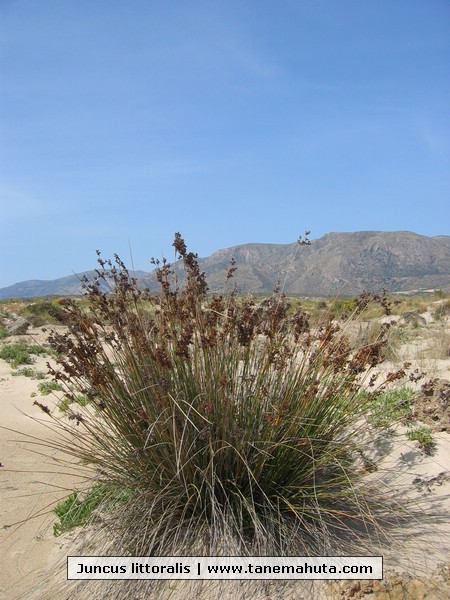 Juncus littoralis.JPG