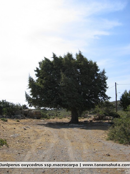 Juniperus oxycedrus ssp.macrocarpa.JPG